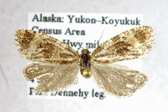 Olethreutes metallicana