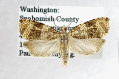 Olethreutes deprecatoria