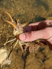 Cambarus acuminatus