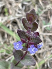 Scutellaria parvula australis