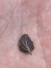 Scutellaria parvula australis