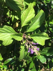 Plectranthus ecklonii