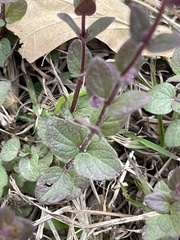 Scutellaria parvula australis