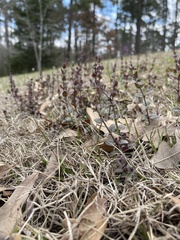 Scutellaria parvula australis