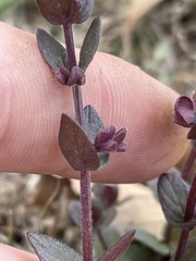 Scutellaria parvula australis
