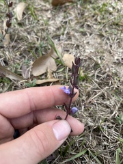Scutellaria parvula australis