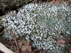 Cladonia symphycarpa