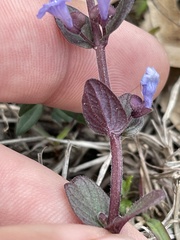 Scutellaria parvula australis
