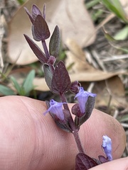 Scutellaria parvula australis