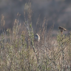 Passerculus sandwichensis