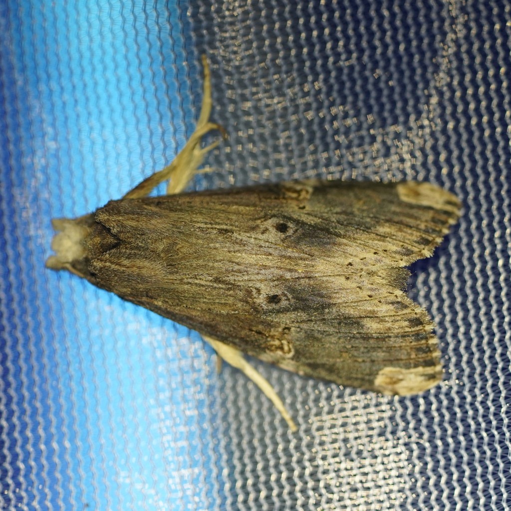 Nystalea eutalanta