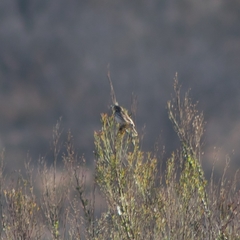 Passerculus sandwichensis