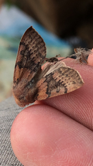 Orthosia pulchella