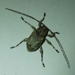 Leptostylopsis terraecolor