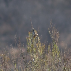 Passerculus sandwichensis