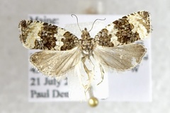 Olethreutes trinitana