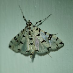 Conchylodes diphteralis