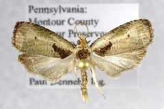 Olethreutes punctanum