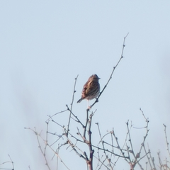 Passerculus sandwichensis