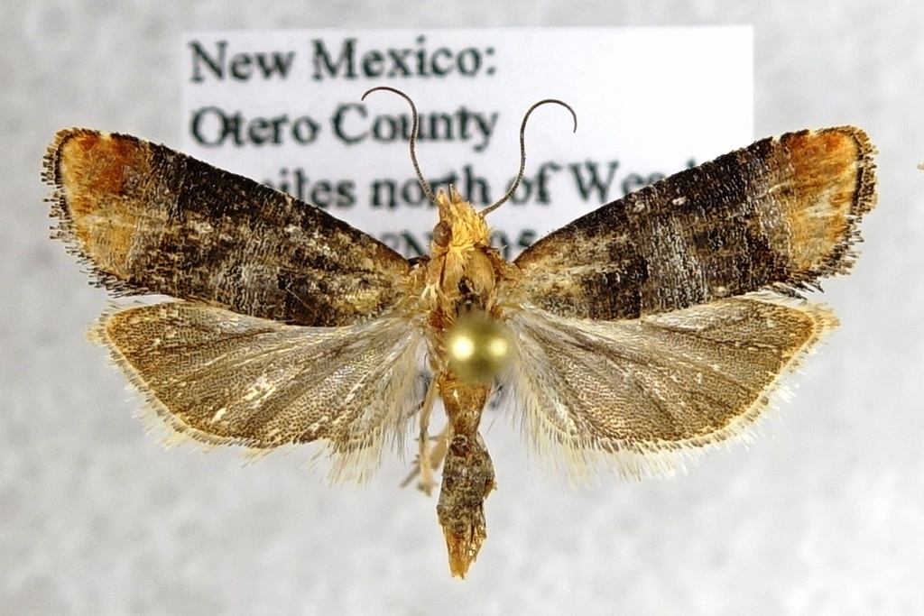 Retinia edemoidana