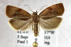 Evora hemidesma