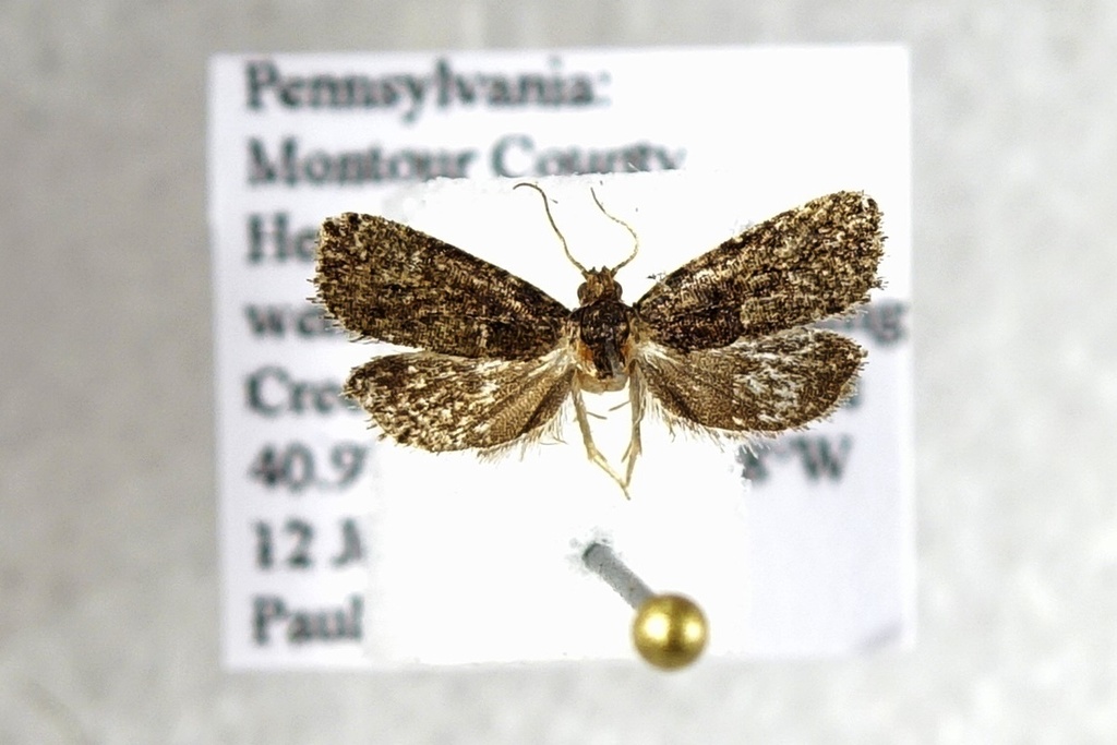 Hedya cyanana