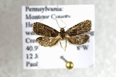 Hedya cyanana