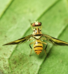 Sophira borneensis
