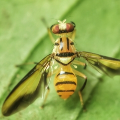 Sophira borneensis