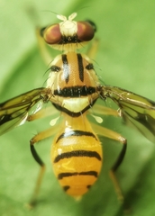 Sophira borneensis