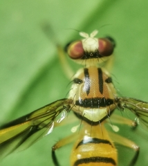 Sophira borneensis