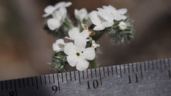 Cryptantha intermedia intermedia