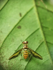 Sophira borneensis