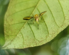 Sophira borneensis