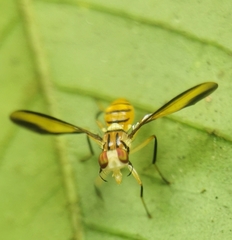 Sophira borneensis