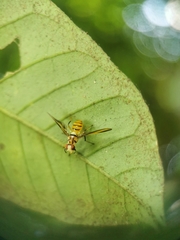 Sophira borneensis