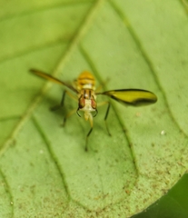 Sophira borneensis