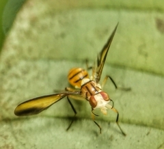 Sophira borneensis