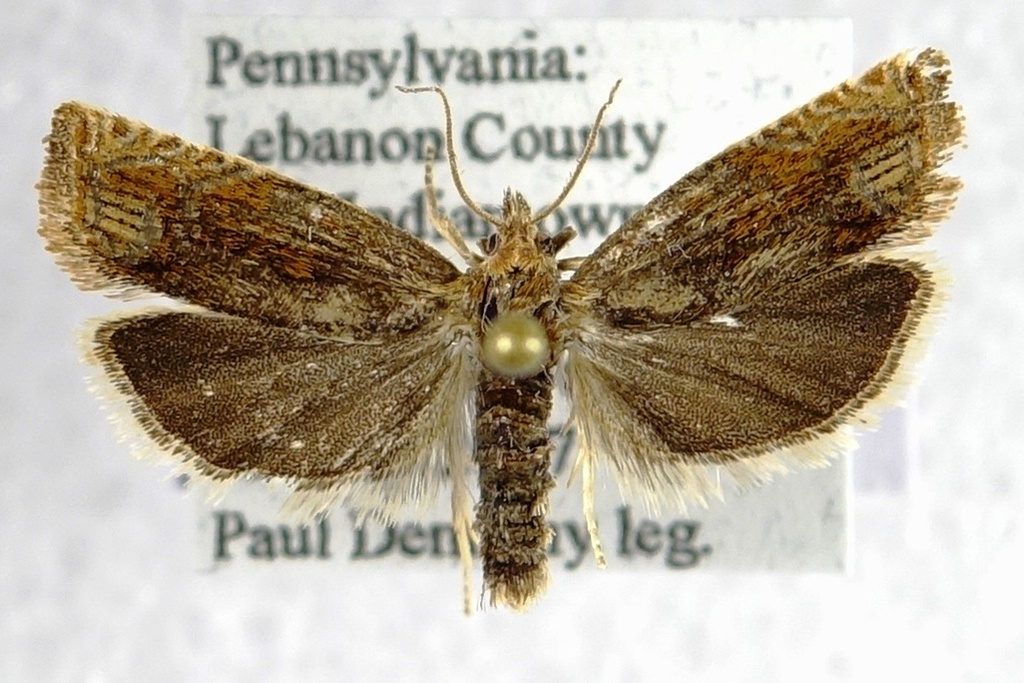 Eucosma altana