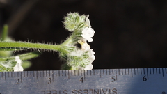 Cryptantha intermedia intermedia