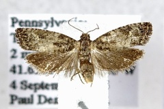 Spilonota ocellana