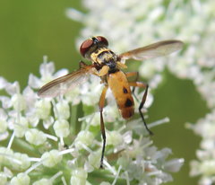 Xanthomelanodes flavipes