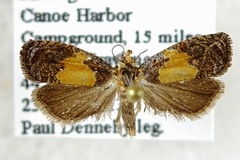 Olethreutes osmundana