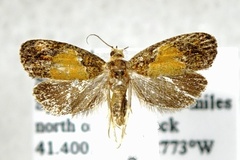 Olethreutes osmundana