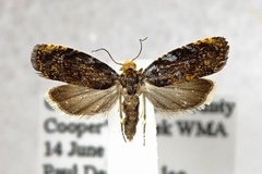Olethreutes auricapitana