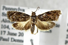 Olethreutes albiciliana