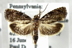 Olethreutes albiciliana