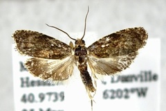 Olethreutes albiciliana
