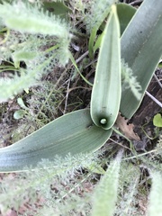 Platanthera elongata