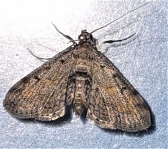 Parapoynx crisonalis